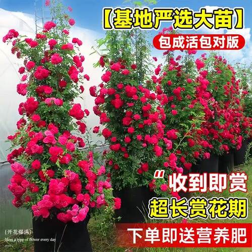 黄木香花苗爬藤植物庭院重瓣白木香花树苗盆栽红色木香花蔷薇花苗 - 图0