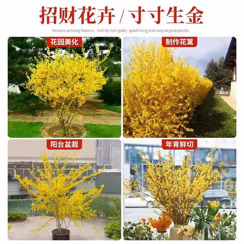 连翘花树苗盆栽绿植丛生独杆连翘爬藤植物耐寒花苗绿化工程大小苗 - 图3
