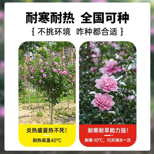 木槿花树苗重瓣棒棒糖室外老桩庭院阳台盆栽四季植物耐寒耐热花卉 - 图3