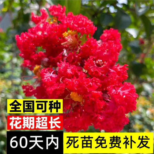 紫薇树苗庭院种植大型造型树老桩紫薇花树苗丛生高杆篱笆墙大树苗 - 图3