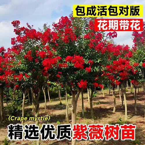 紫薇树苗庭院种植大型造型树老桩紫薇花树苗丛生高杆篱笆墙大树苗 - 图0