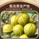 2025 new arrival Lin'an pecan kernels