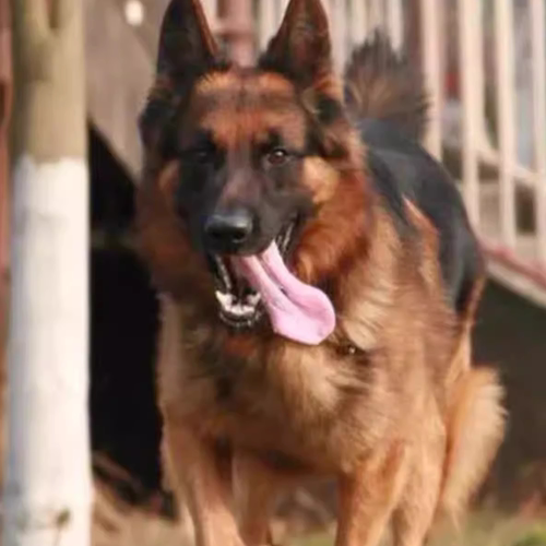 纯种德牧幼犬活体赛级德国牧羊犬弓背黑背狼狗警犬大型犬宠物狗狗