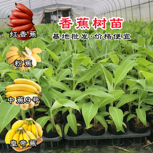 香蕉树苗芭蕉树小米蕉苗粉蕉皇帝焦西贡蕉红蕉中蕉9号带土阳台 - 图2
