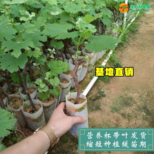 水晶葡萄树苗爬藤葡萄树苗庭院盆栽无籽水晶葡萄苗南北方当年结果 - 图0