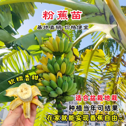 香蕉树苗芭蕉树小米蕉苗粉蕉皇帝焦西贡蕉红蕉中蕉9号带土阳台 - 图1
