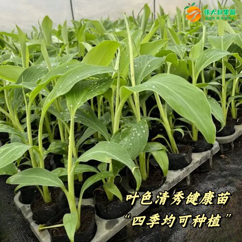 香蕉树苗矮化皇帝蕉苗 粉蕉苗中蕉9号抗寒芭蕉南北方种植当年结果 - 图1
