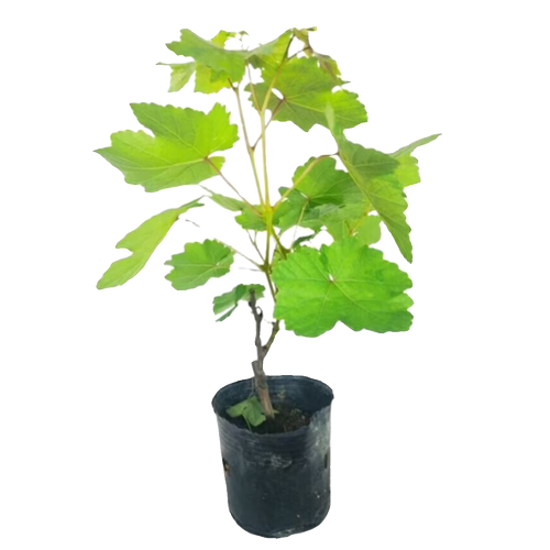 巨峰葡萄树苗特大无籽葡萄苗耐寒南北方四季种植巨峰葡萄当年结果 - 图3
