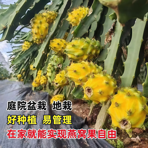 燕窝火龙果树苗带果新品种麒麟果苗黄皮白肉火龙果嫁接苗当年结果 - 图3