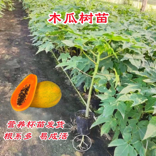 木瓜苗树南方矮化高产雷州冰糖红心大苗南方种植盆栽地栽当年结果 - 图0