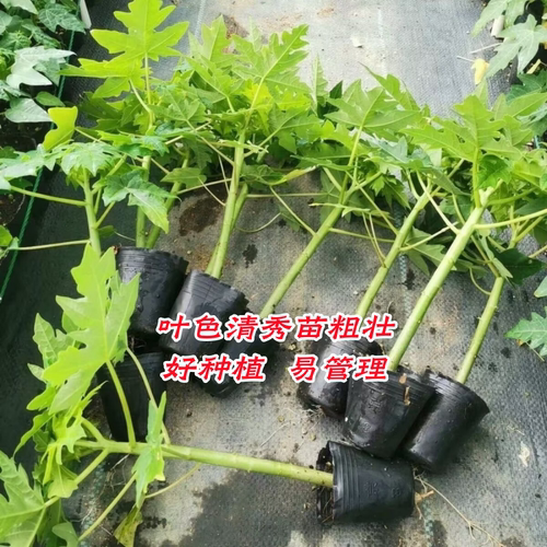 木瓜苗树南方矮化高产雷州冰糖红心大苗南方种植盆栽地栽当年结果 - 图2