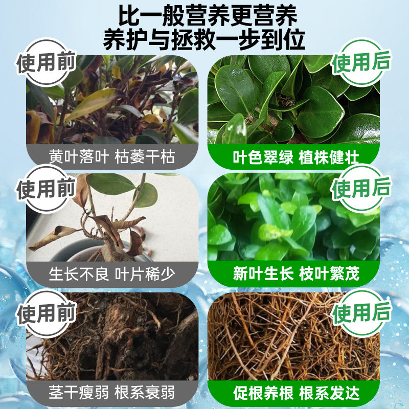 榕树营养液黄叶掉叶不长叶黄金榕人参榕小叶榕树盆景专用肥料,淘宝优惠券,粉丝福利购,淘宝优惠卷
