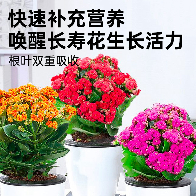 长寿花专用营养液促花肥长寿花专用肥料盆栽花肥催花开花肥专用土,淘宝优惠券,粉丝福利购,淘宝优惠卷