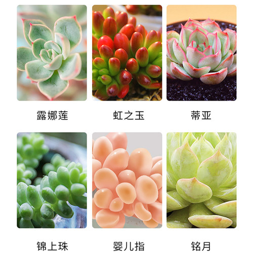 多肉专用矮胖素优芽素上色剂植物促芽增色剂防徒长壮矮素营养液肥 - 图3