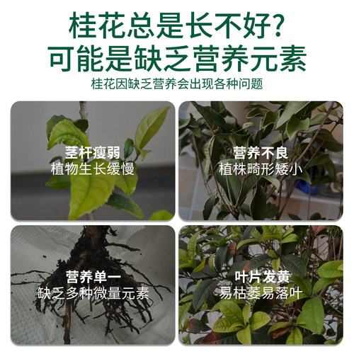 桂花树肥料专用肥黄叶干尖枯叶病花肥四季桂盆栽开花肥控释缓释肥 - 图0