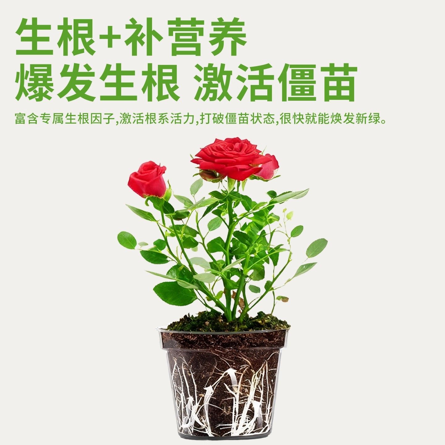 快速生根粉植物通用果树专用移栽扦插生根壮苗剂生根液树桩水溶肥,淘宝优惠券,粉丝福利购,淘宝优惠卷