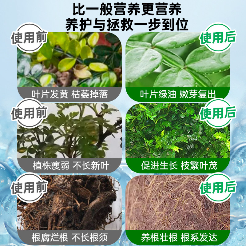 清香木营养液花肥清香木肥料专用肥复合肥胡椒木营养液叶面肥盆景,淘宝优惠券,粉丝福利购,淘宝优惠卷