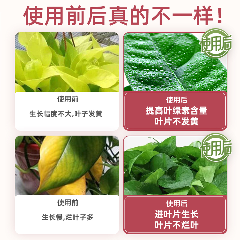 绿萝营养液专用肥防黄叶烂根水培绿箩营业液植物通用大叶绿萝肥料 - 图1