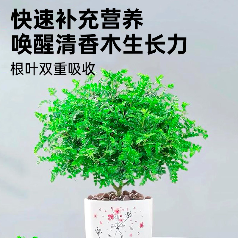 清香木营养液花肥清香木肥料专用肥复合肥胡椒木营养液叶面肥盆景,淘宝优惠券,粉丝福利购,淘宝优惠卷