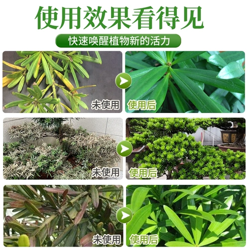 Симптомы питания Luo Han Song не разбавляют удобрения цветочных удобрений.