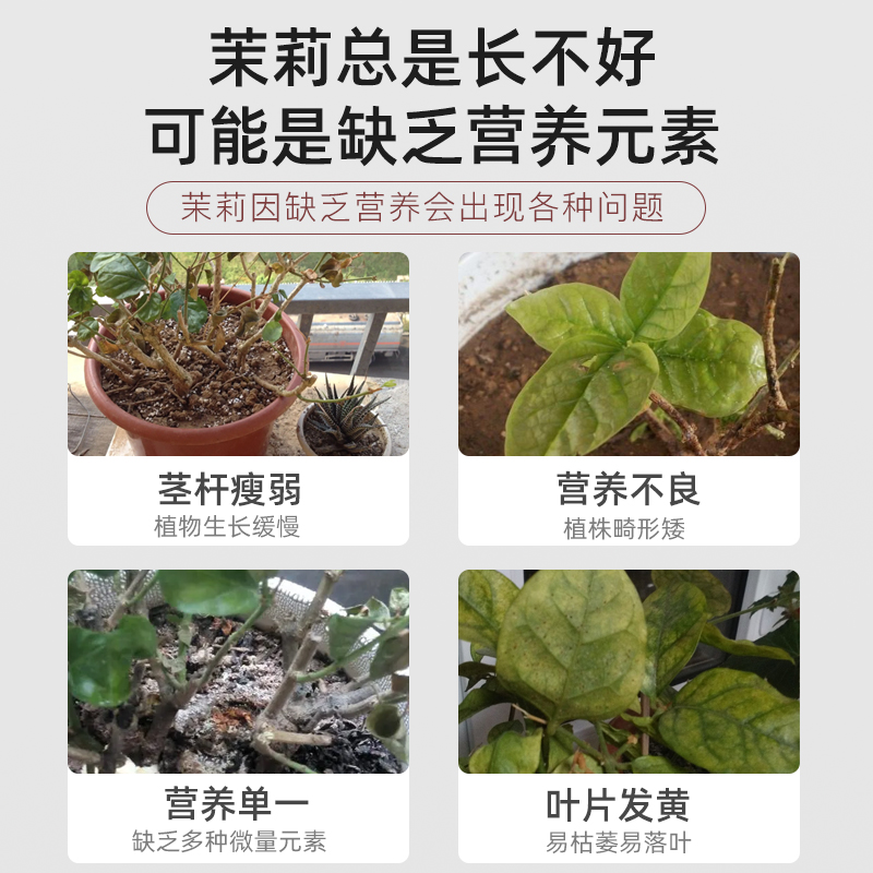 茉莉花肥料专用肥促花芽复合肥四季垂丝茉莉花肥缓释肥盆栽开花肥 - 图0