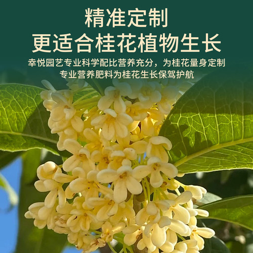 桂花树肥料专用肥黄叶干尖枯叶病花肥四季桂盆栽开花肥控释缓释肥 - 图2