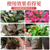 Специальное питательное раствор для орхидеев из крабовых когтей без разбавления и цветущих специальных удобрений для цветущих когтя -орхидей.