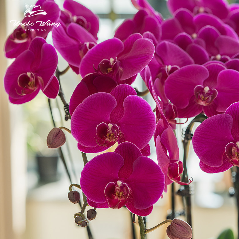 种花王大爷蝴蝶兰大辣椒阳台客厅兰花四季花卉好养净化空气,淘宝优惠券,粉丝福利购,淘宝优惠卷