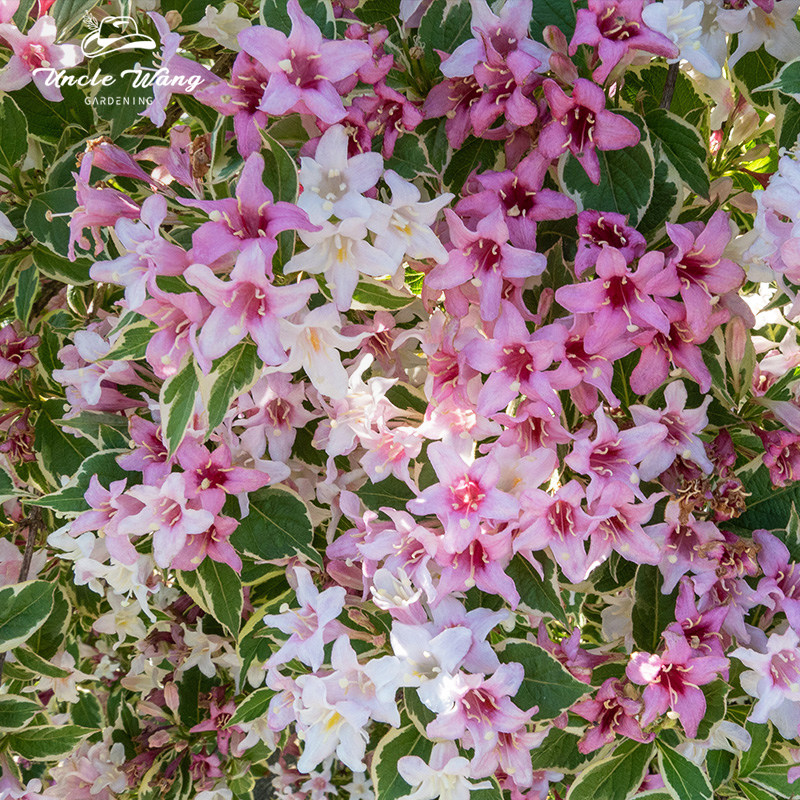 种花王大爷 花叶锦带土球苗花灌木植物花园庭院耐热观叶观花,淘宝优惠券,粉丝福利购,淘宝优惠卷