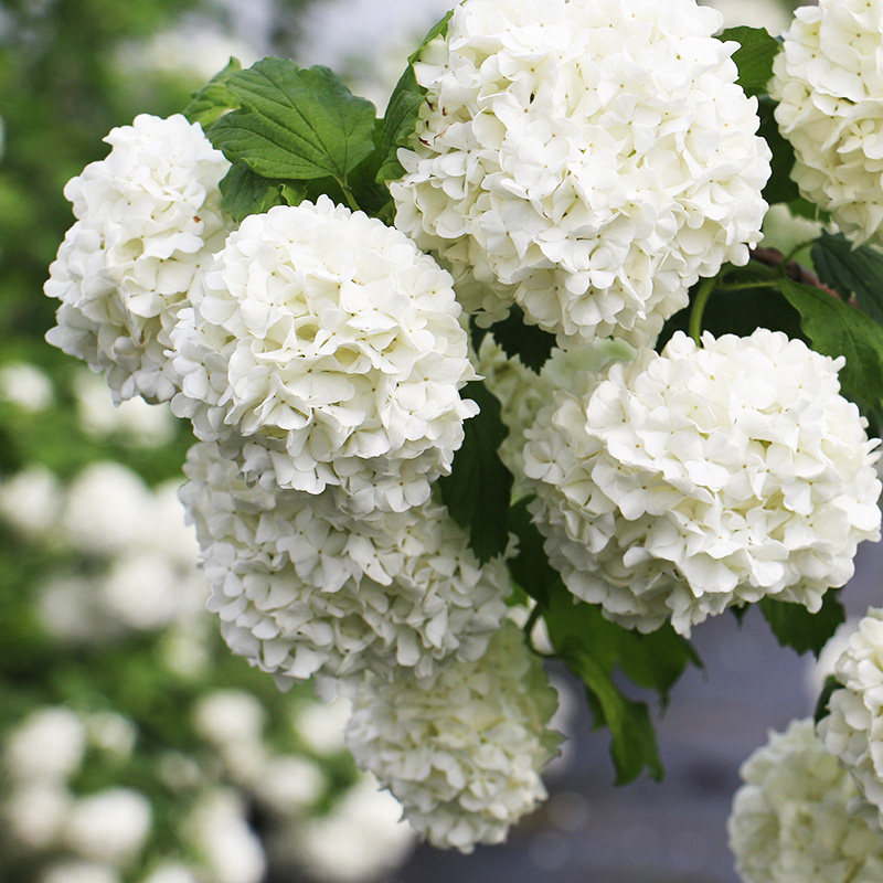 种花王大爷 欧洲木绣球土球花苗耐热庭院观花绣球地栽,淘宝优惠券,粉丝福利购,淘宝优惠卷