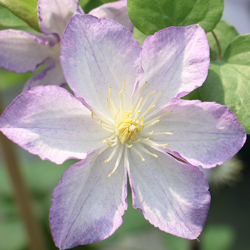 种花王大爷铁线莲攀援庭院阳台盆栽爬藤植物花苗阳台庭院花卉 - 图3