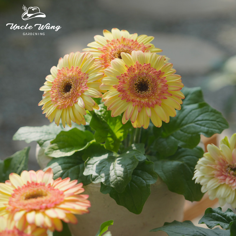 种花王大爷非洲菊日出奶昔盆栽多年生花园阳台庭院植物易养花期长,淘宝优惠券,粉丝福利购,淘宝优惠卷
