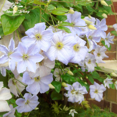 种花王大爷 铁线莲P9盆栽苗多年生藤本花卉皇后爬藤植物庭院花卉 - 图1