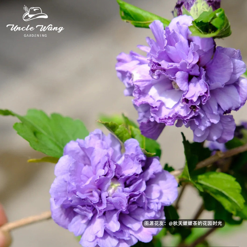 种花王大爷 木槿花苗盆栽耐热好养多年生阳台庭院四季花卉,淘宝优惠券,粉丝福利购,淘宝优惠卷