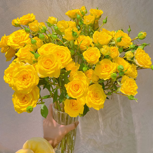 多头玫瑰花泡泡云南鲜花花束基地直发速递同城生日苏菲宝贝妇女节 - 图3