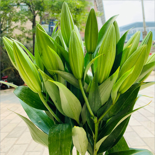 鲜花花束云南昆明基地直发香水百合花速递同城配送生日礼物妇女节 - 图0