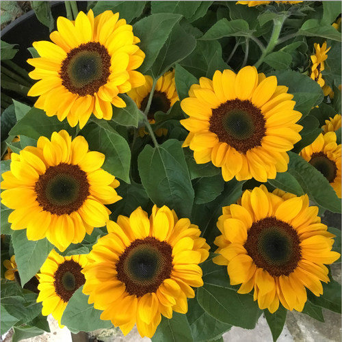 向日葵鲜花花束太阳花云南昆明基地直发速递同城生日花礼物妇女节 - 图1