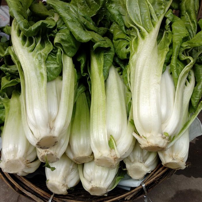 牛皮菜5斤四川新鲜蔬菜当季农家瓢儿菜厚皮菜莙荙菜根达菜海白菜