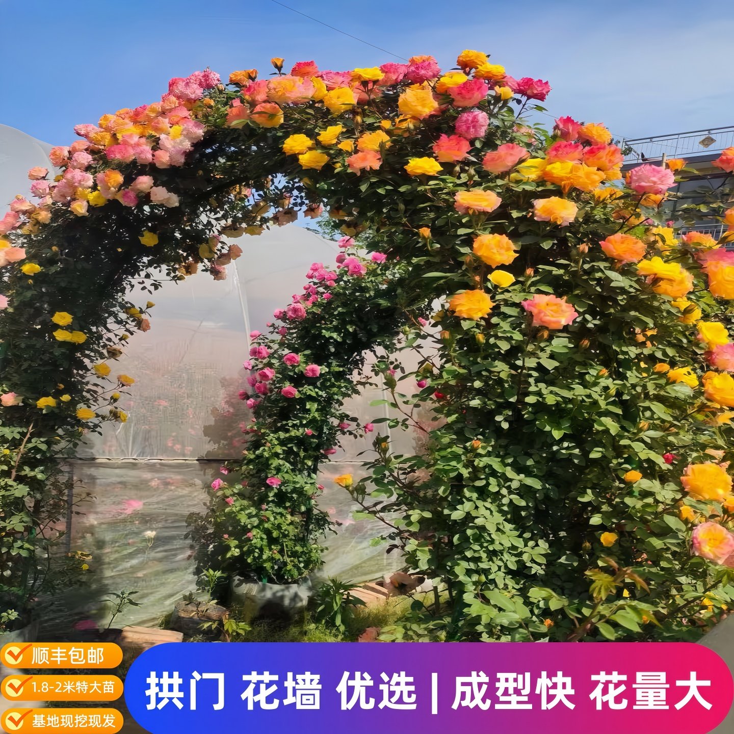 藤本月季大苗爬藤月季蔷薇花苗庭院阳台攀援花卉浓香大花蓝色阴雨,淘宝优惠券,粉丝福利购,淘宝优惠卷