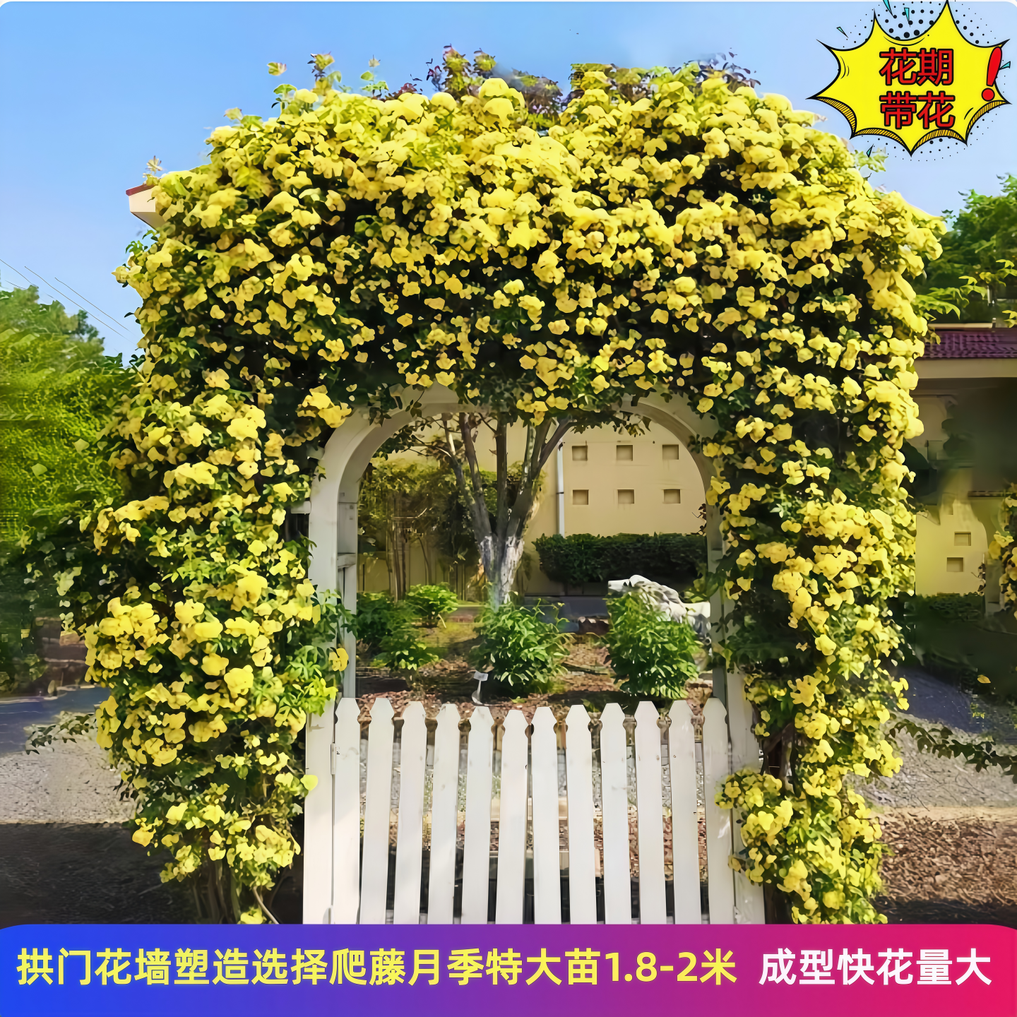 藤本月季大苗爬藤月季蔷薇花苗庭院阳台攀援花卉浓香大花蓝色阴雨,淘宝优惠券,粉丝福利购,淘宝优惠卷