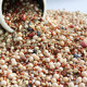 Pigeon food pigeon feeds corn-free grains 20 ປອນ