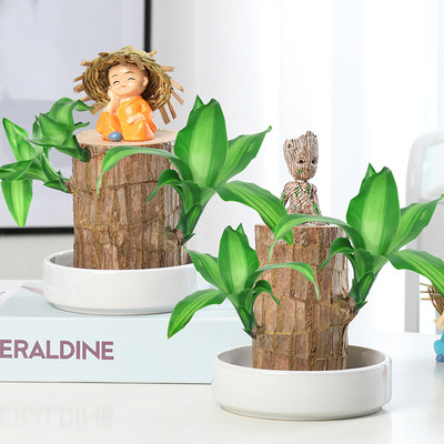 巴西木幸运木水养盆栽带芽办公室内桌面格鲁特水培迷你花卉绿植物 虎窝淘