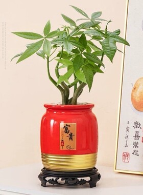 蝴蝶兰花盆轻奢高级感家用花盆陶