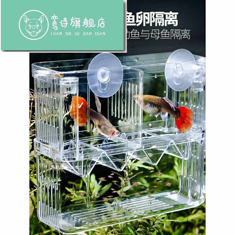 紅箭魚觀賞魚 新人首單立減十元 21年8月 淘寶海外