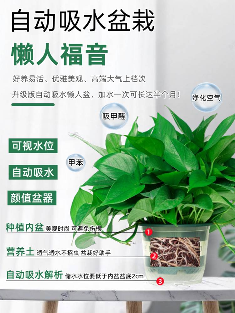 绿萝盆栽室内植物新房家用吸除甲醛净化空气水培绿植花卉长藤绿萝 - 图1