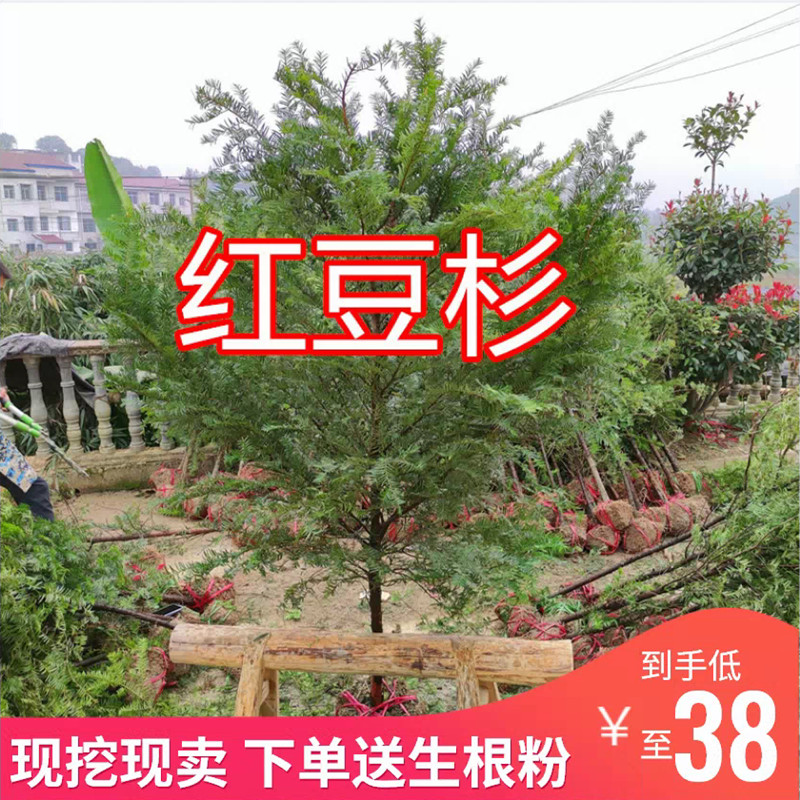 红豆杉树苗大树公母正宗南方名贵树庭院阳台地栽盆栽盆景绿植花卉 - 图0