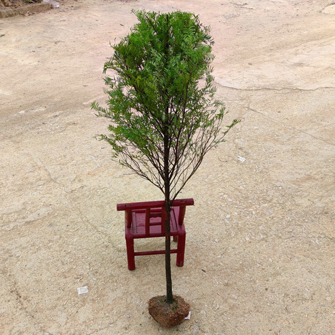 红豆杉树苗大树公母正宗南方名贵树庭院阳台地栽盆栽盆景绿植花卉 - 图1