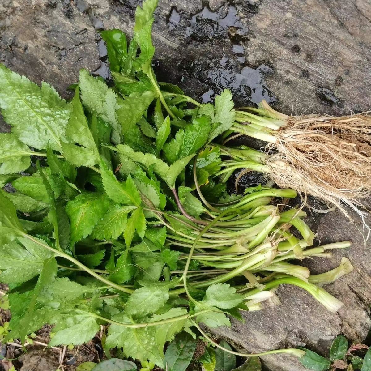 湖南新鲜鸭脚板芹菜鸭儿芹三叶芹大叶山芹菜农家菜现挖现发4斤装 - 图2