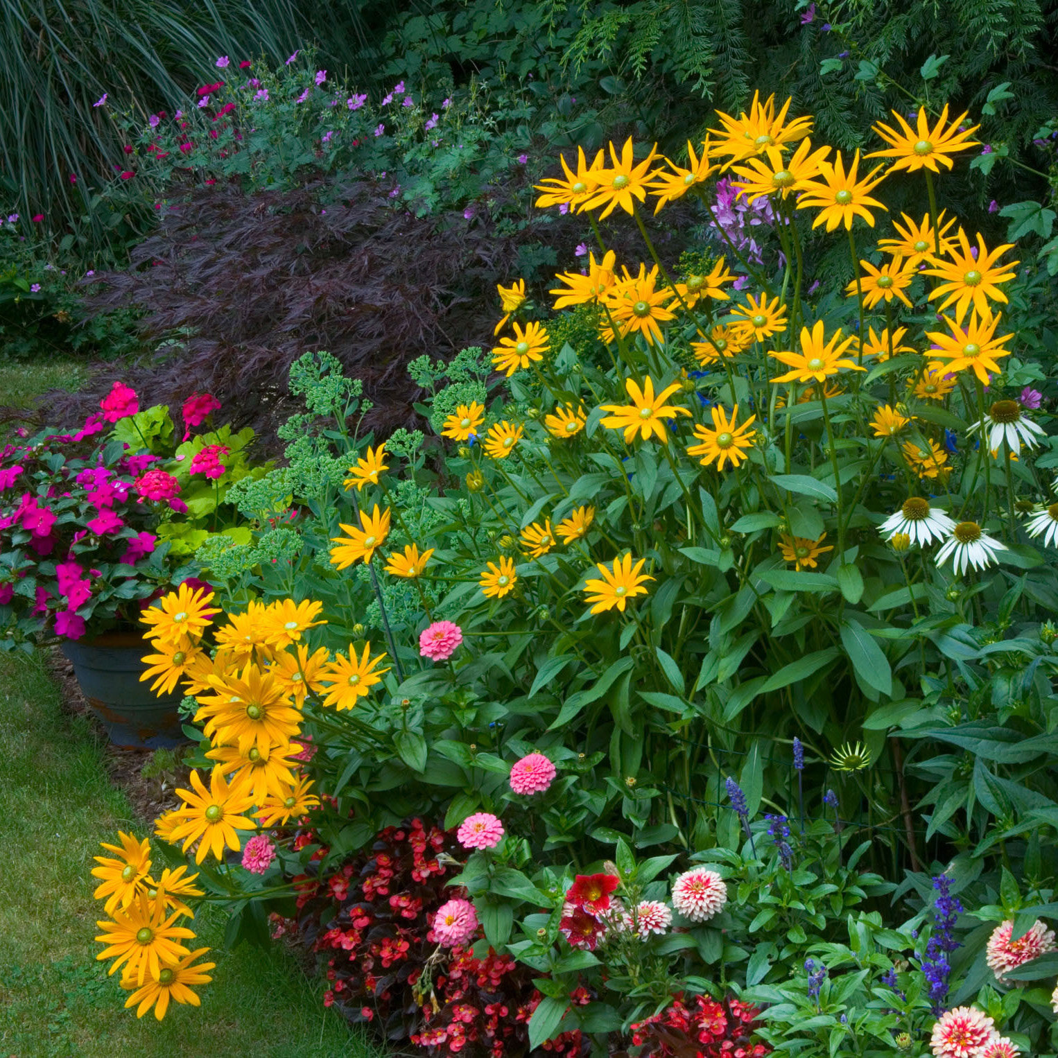 庭院美化组合花种子四季易种活花期长户外耐寒耐旱多品种混合草花