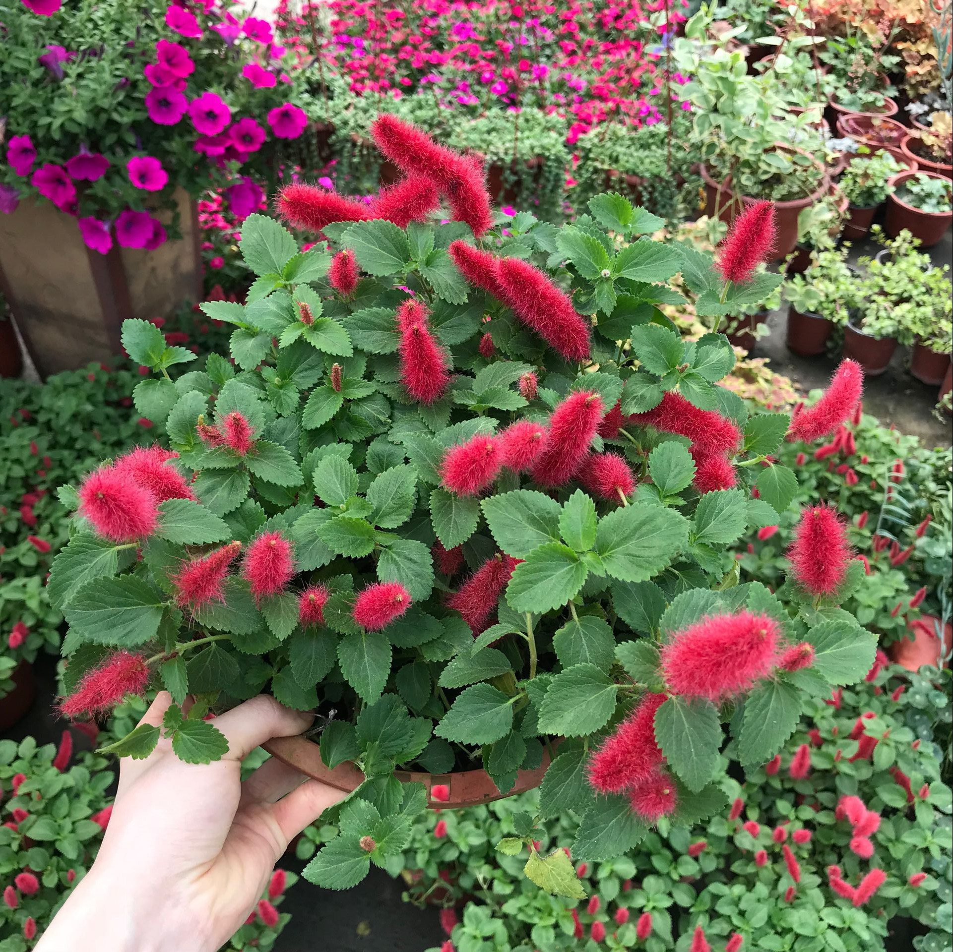 红缨吊兰岁岁红垂吊盆栽狗尾红口红吊兰红色吊兰垂吊花卉花期久,淘宝优惠券,粉丝福利购,淘宝优惠卷